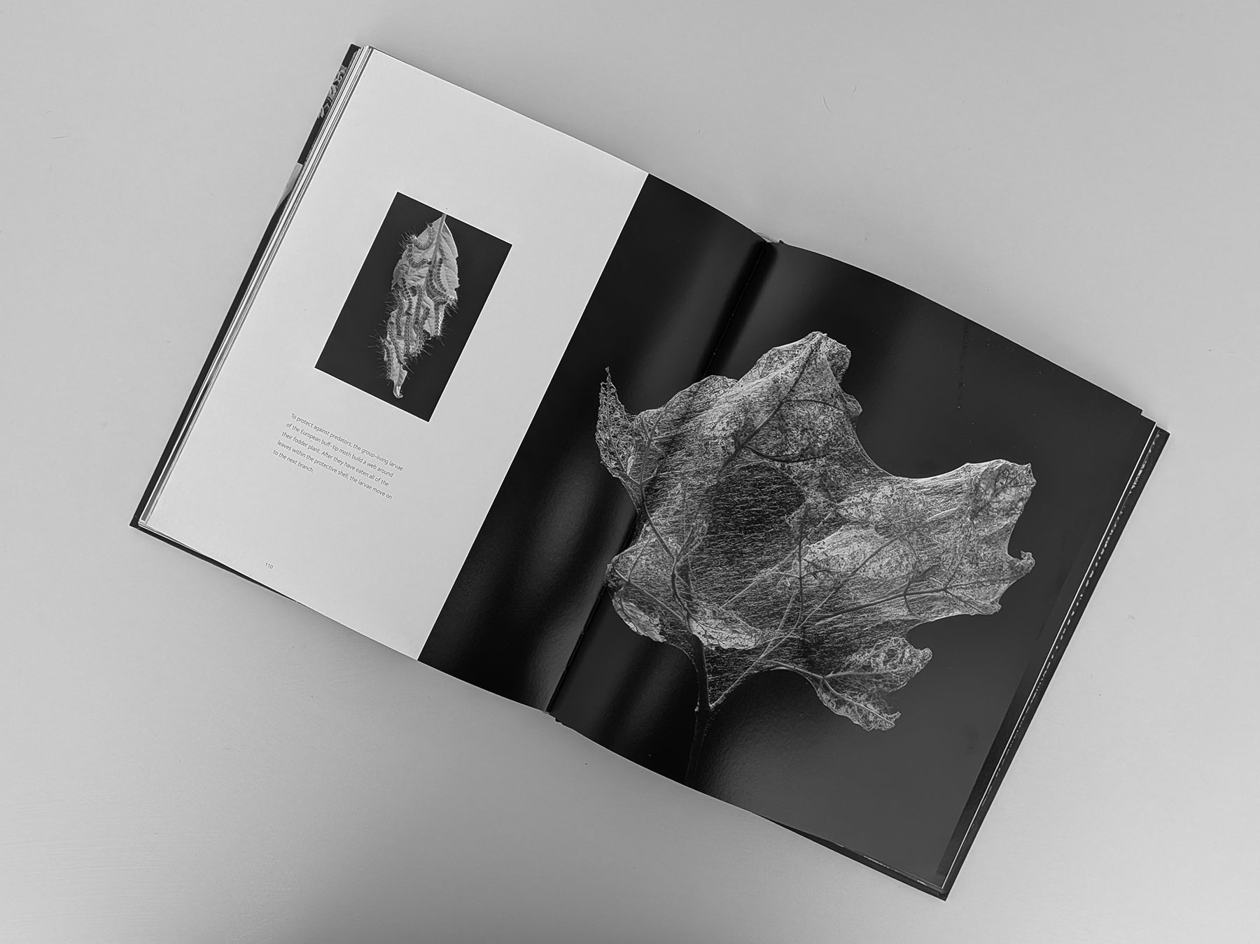 Página de libro abierto mostrando la membrana construida por una larva sobre una hoja, ejemplo de arquitectura natural y biológica