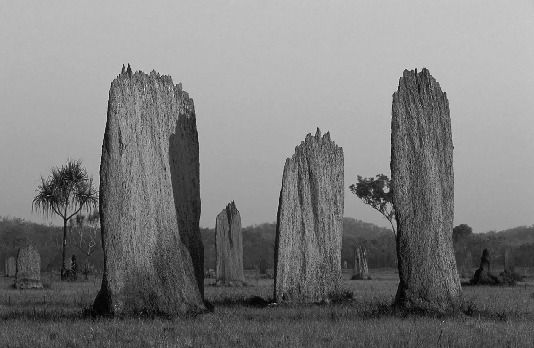 Torres de termitas en paisaje desértico, estructuras naturales de arquitectura bioclimática construidas sin intervención humana